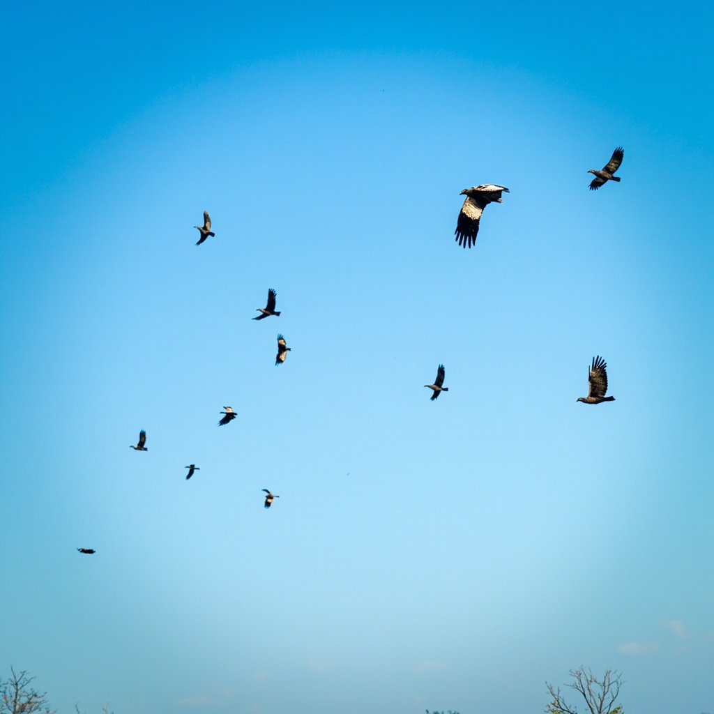 Turkey vultures in flight